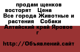 продам щенков восторят › Цена ­ 7 000 - Все города Животные и растения » Собаки   . Алтайский край,Яровое г.